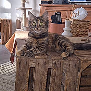Perle a rejoint le concours — aidez-le/la à gagner de superbes lots ! cat, tabby_cat, wooden_table, living_room, cat_tree, basket, tissue_box, remote_control, tv, fur, pet, indoor, cozy, relaxed, wide_eyes, furniture, floor_rug, natural_light, home_decor, animal