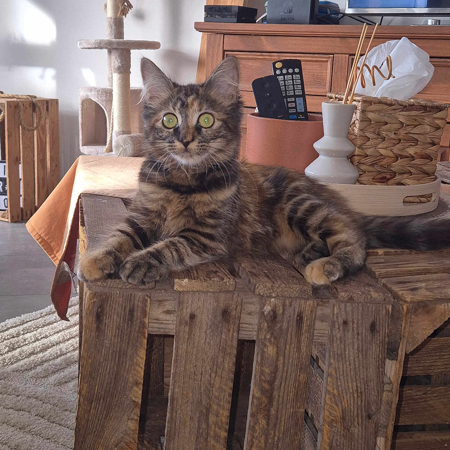 Perle a rejoint le concours — aidez-le/la à gagner de superbes lots ! cat, tabby_cat, wooden_table, living_room, cat_tree, basket, tissue_box, remote_control, tv, fur, pet, indoor, cozy, relaxed, wide_eyes, furniture, floor_rug, natural_light, home_decor, animal