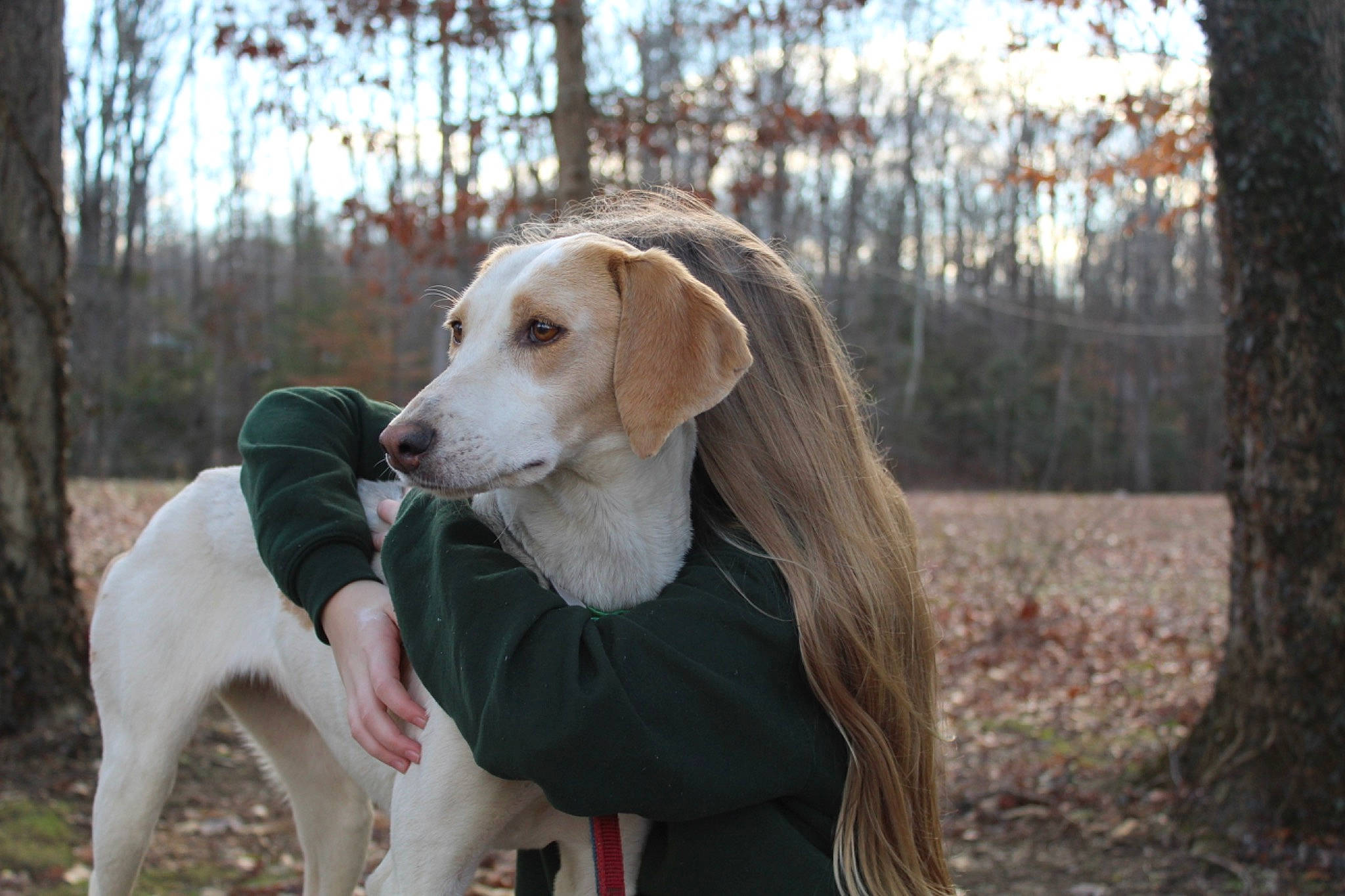 Athena joined the competition — help win amazing prizes! american_foxhound, canidae, carnivore, companion_dog, dog, dog_breed, estonian_hound, fawn, greyhound, hortaya_borzaya, hound, hunting_dog, istrian_coarse_haired_hound, mammal, mudhol_hound, rampur_greyhound, rare_breed_dog, schweizer_laufhund, sporting_group, vertebrate