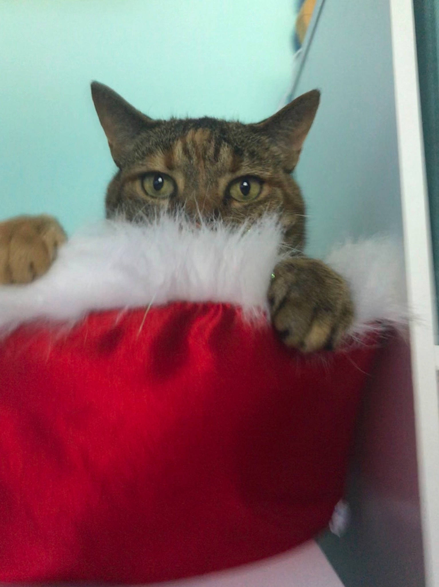 Belle joined the competition — help win amazing prizes! aegean_cat, carnivore, cat, domestic_short_haired_cat, european_shorthair, felidae, kitten, room, small_to_medium_sized_cats, tabby_cat, whiskers