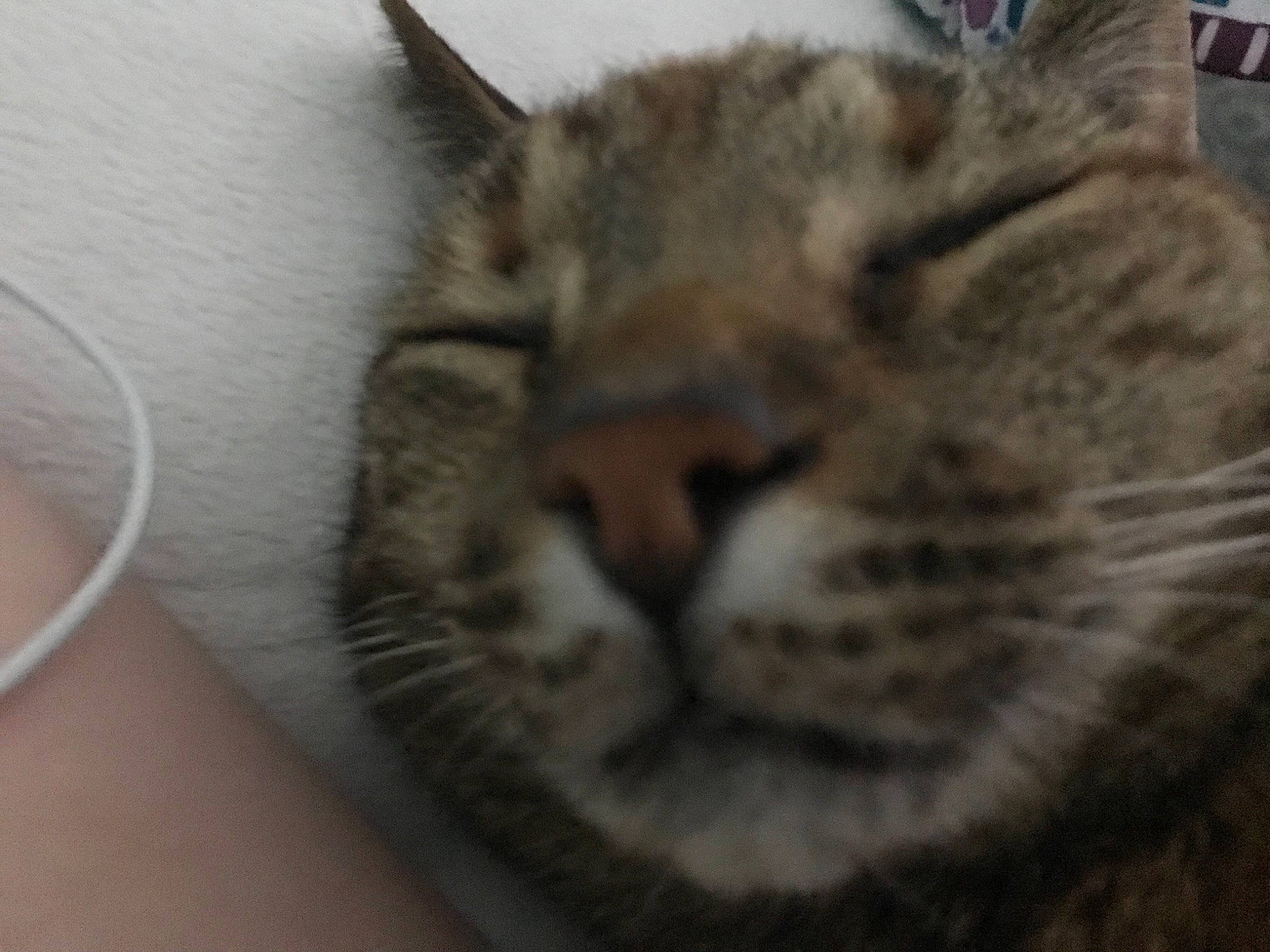 Belle is registered to the contest to win money with this photo: american_shorthair, asian, california_spangled, carnivore, cat, close_up, domestic_short_haired_cat, dragon_li, egyptian_mau, european_shorthair, eye, felidae, kitten, mammal, pixie_bob, small_to_medium_sized_cats, snout, tabby_cat, vertebrate, whiskers