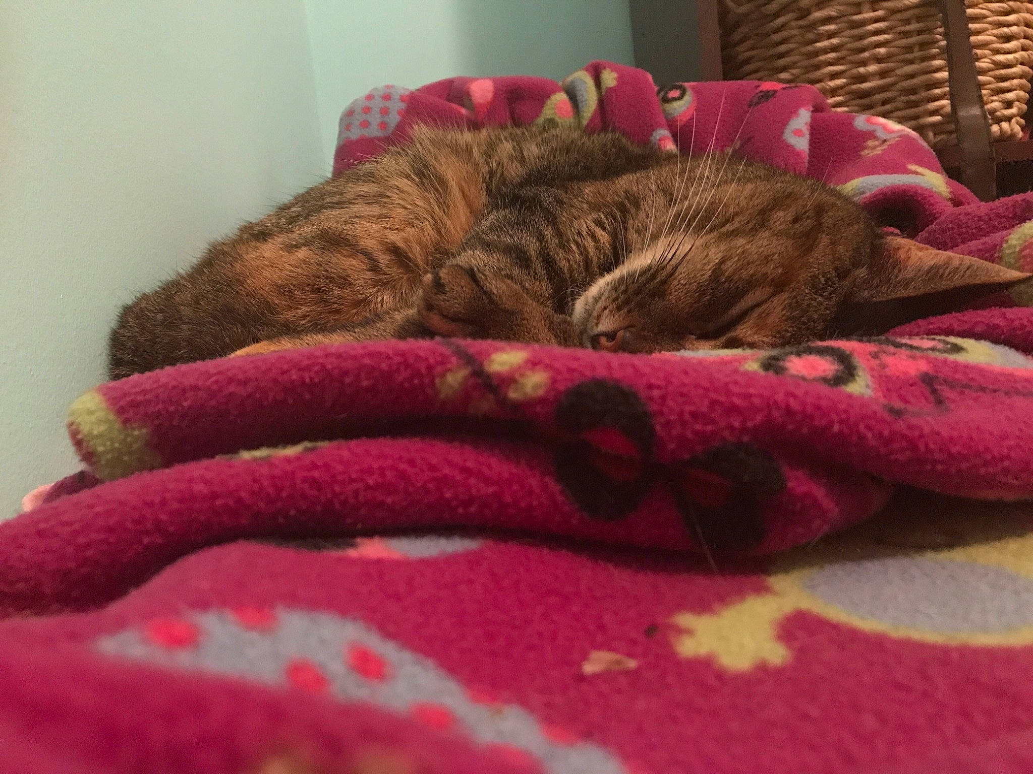 Belle joined the competition — help win amazing prizes! bed_sheet, carnivore, cat, cat_bed, comfort, felidae, fur, furniture, kitten, knitting, linens, magenta, nap, pink, room, sleep, small_to_medium_sized_cats, textile, whiskers, wool