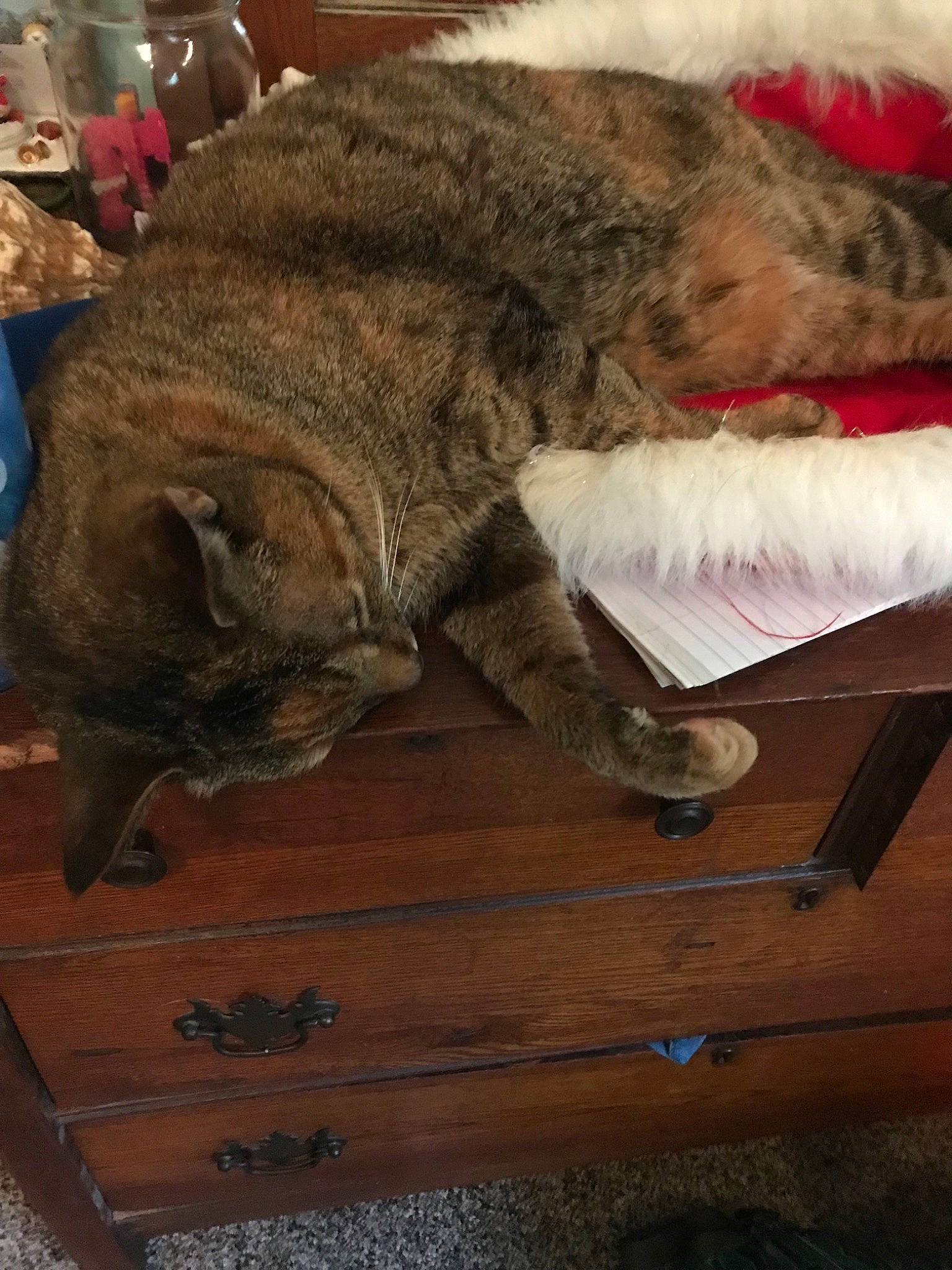 Belle is registered to the contest to win money with this photo: carnivore, cat, domestic_short_haired_cat, european_shorthair, felidae, fur, nap, paw, sleep, small_to_medium_sized_cats, snout, tail, whiskers