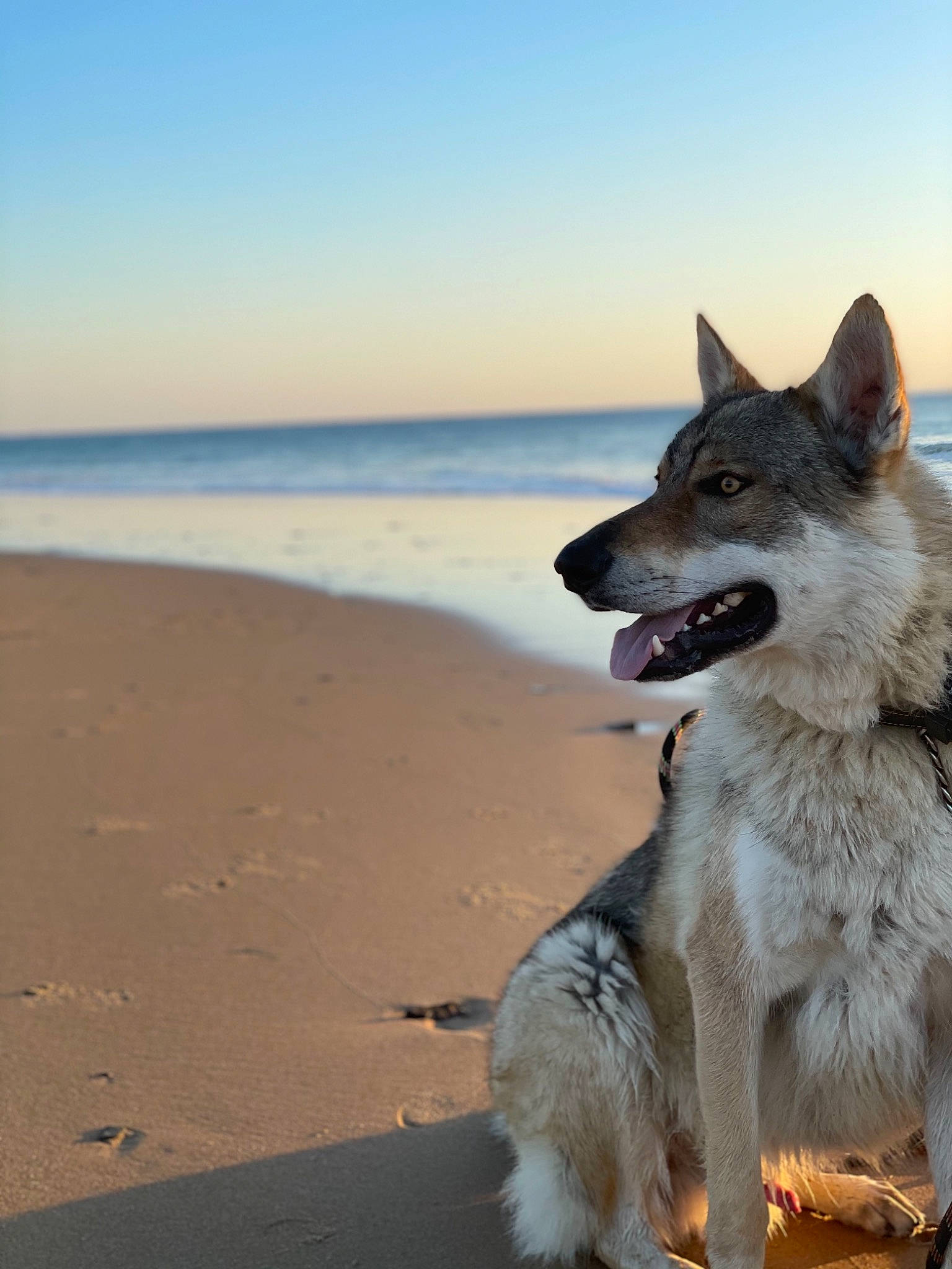Ragnarok participe au concours pour gagner de l'argent avec cette photo : beach, canidae, carnivore, cloud, collar, companion_dog, dog, dog_breed, foot, fur, horizon, lake, ocean, sand, sky, sporting_group, tail, water, wind_wave, working_dog