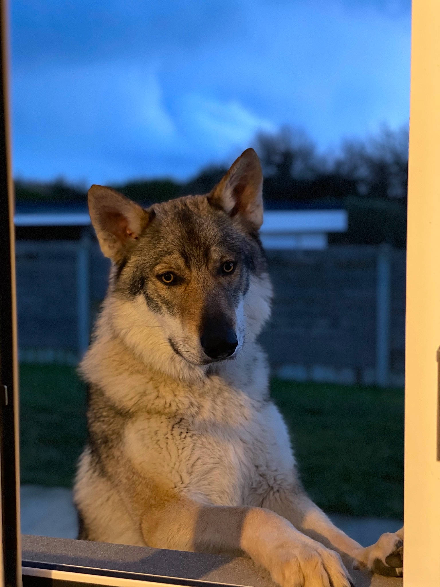 Ragnarok a rejoint le concours — aidez-le/la à gagner de superbes lots ! art, canidae, canis, canis_lupus_tundrarum, carnivore, cloud, companion_dog, dog, dog_breed, fur, rectangle, sky, snout, sporting_group, table, terrestrial_animal, wildlife, window, wolf, working_dog