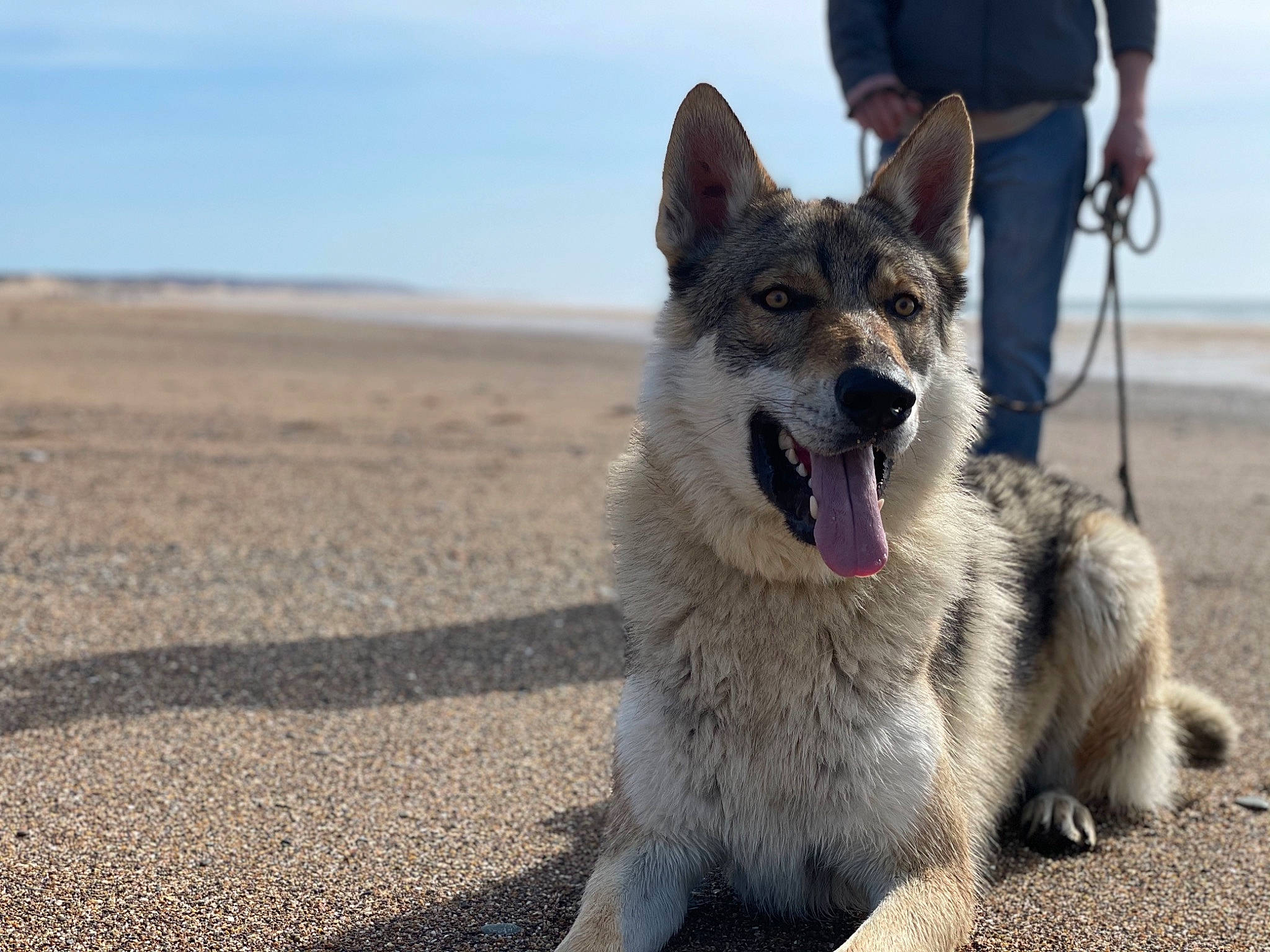 Ragnarok a rejoint le concours — aidez-le/la à gagner de superbes lots ! aeolian_landform, australian_shepherd, canidae, carnivore, cloud, collar, companion_dog, dog, dog_breed, foot, fur, jaw, landscape, sky, snout, sporting_group, terrestrial_animal, whiskers, wildlife, working_dog