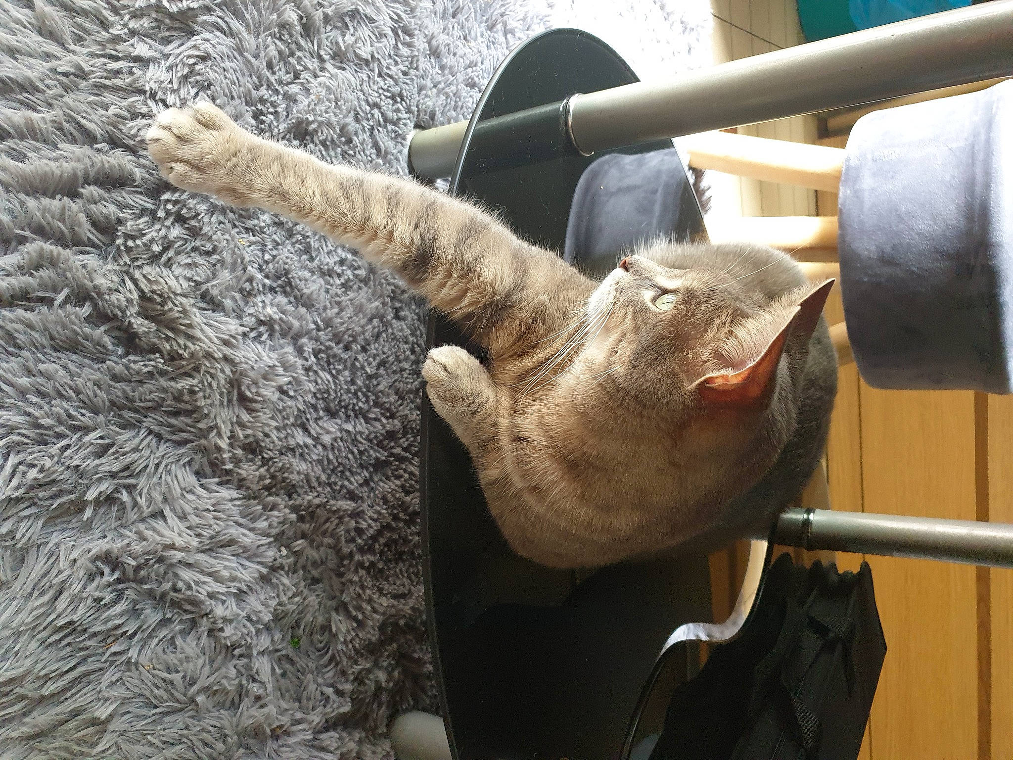 Zezette a rejoint le concours — aidez-le/la à gagner de superbes lots ! cat, claw, comfort, domestic_short_haired_cat, felidae, foot, fur, human_leg, rope, small_to_medium_sized_cats, snout, tail, terrestrial_animal, thread, whiskers, wood, wool, working_animal, wrinkle