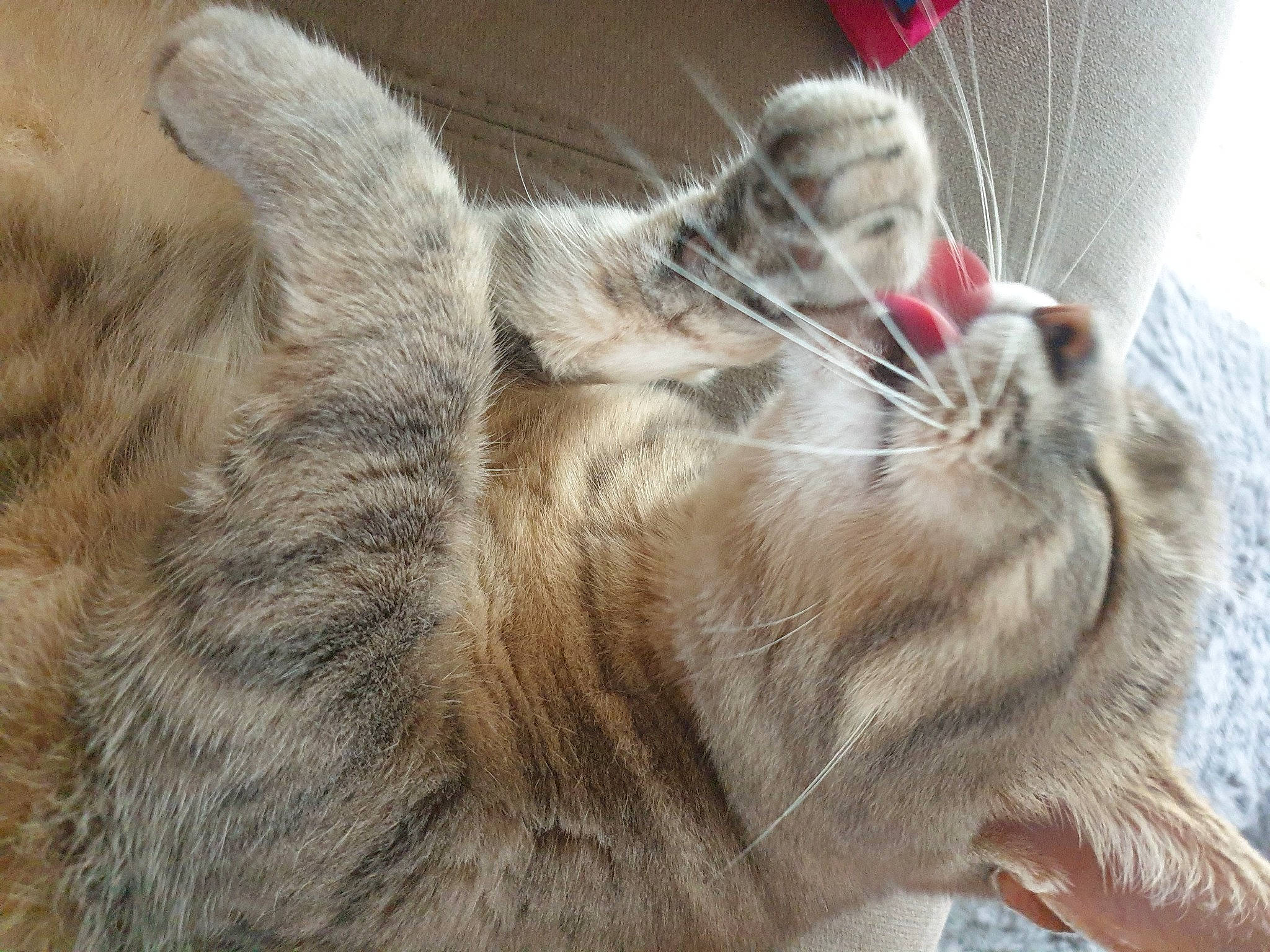 Zezette participe au concours pour gagner de l'argent avec cette photo : carnivore, cat, claw, close_up, domestic_short_haired_cat, felidae, foot, fur, nap, paw, sleep, small_to_medium_sized_cats, snout, tail, terrestrial_animal, whiskers, wildlife, window