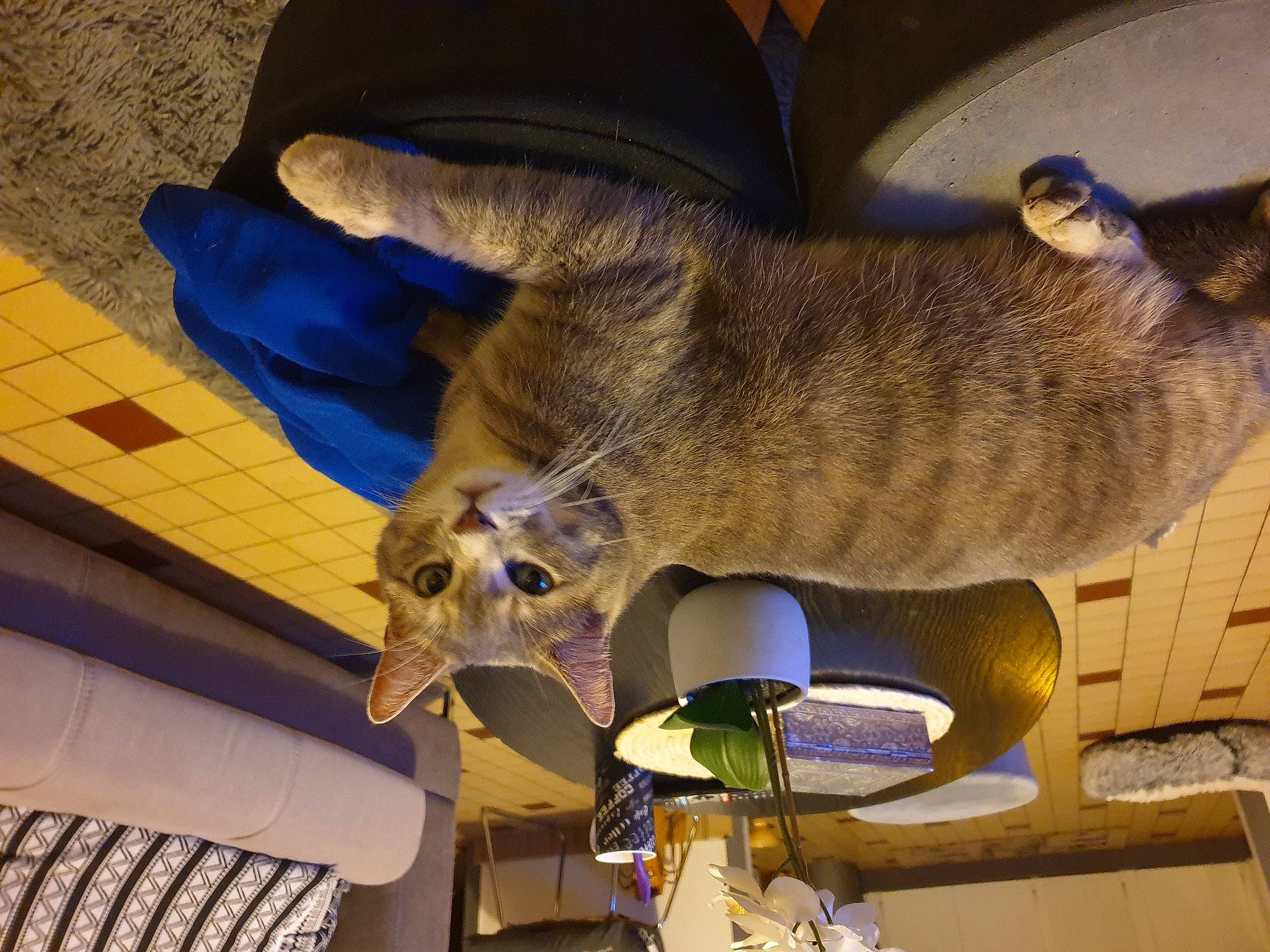 Zezette a rejoint le concours — aidez-le/la à gagner de superbes lots ! blue, canidae, carnivore, claw, comfort, dog_breed, domestic_short_haired_cat, electric_blue, fawn, felidae, fur, small_to_medium_sized_cats, sporting_group, tail, terrestrial_animal, whiskers