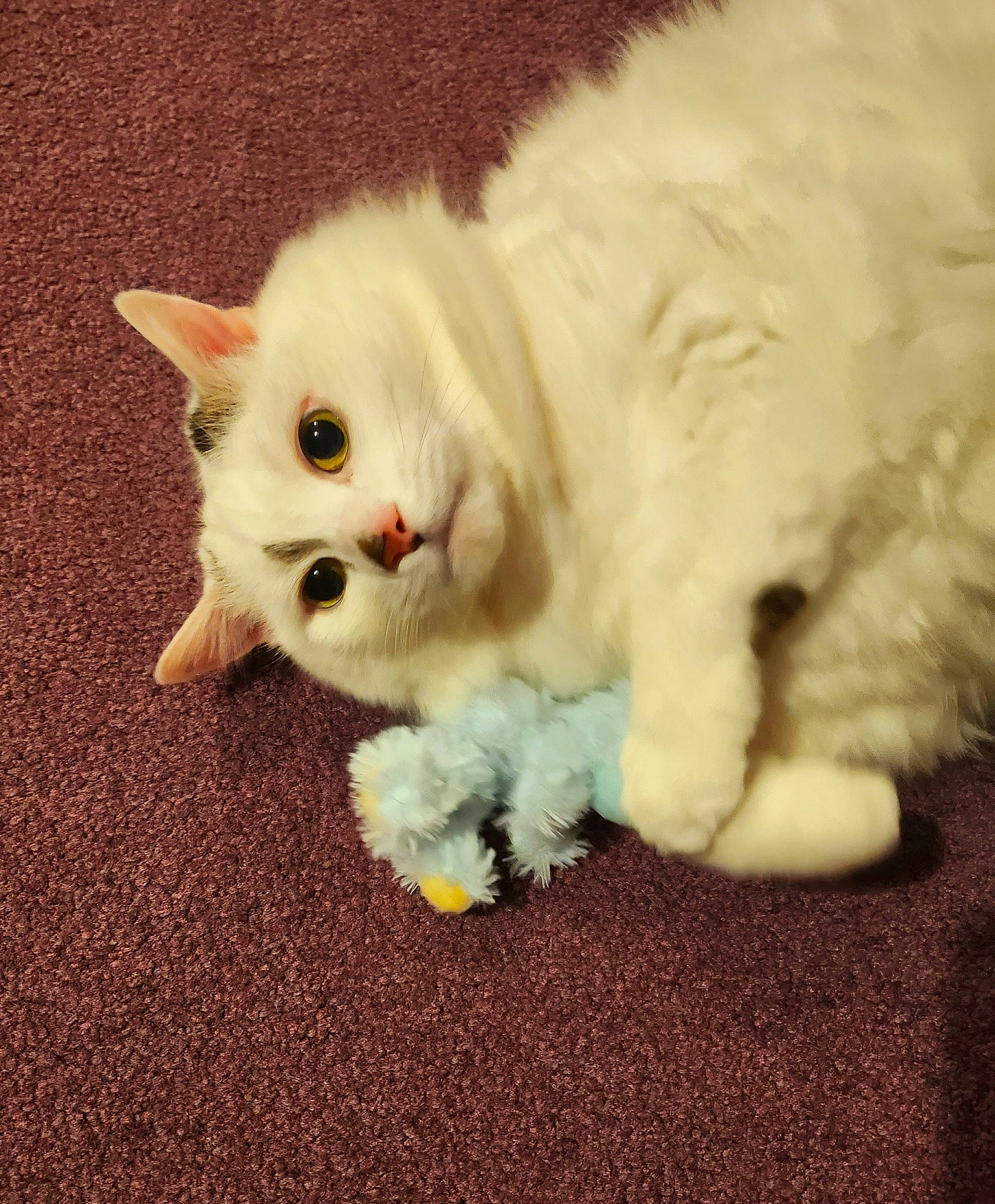 Leo joined the competition — help win amazing prizes! carnivore, cat, claw, comfort, fawn, felidae, fur, grass, iris, paw, small_to_medium_sized_cats, snout, tail, terrestrial_animal, whiskers