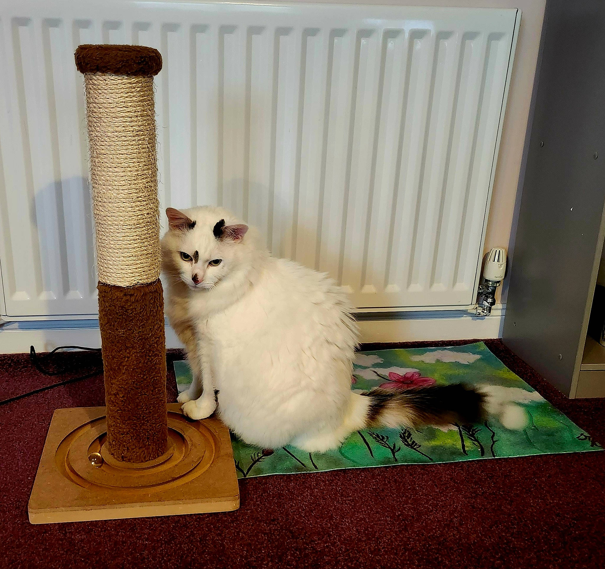 Leo is registered to the contest to win money with this photo: art, carnivore, cat, cat_supply, cylinder, domestic_short_haired_cat, fawn, felidae, flooring, fur, hardwood, lighting, pet_supply, rectangle, room, small_to_medium_sized_cats, tail, whiskers, wood