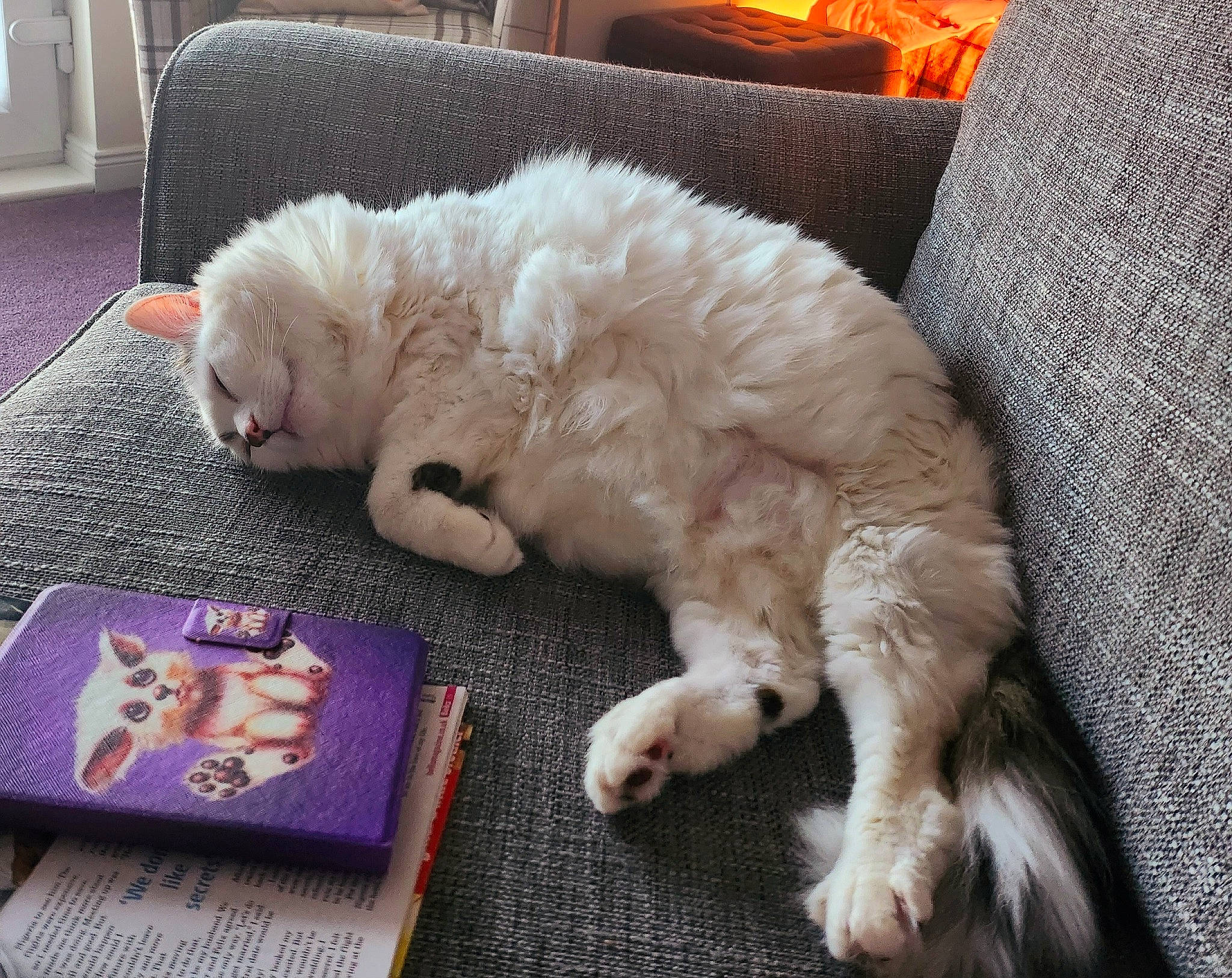 Leo joined the competition — help win amazing prizes! canidae, carnivore, cat, claw, comfort, companion_dog, couch, dog_breed, fang, felidae, flooring, fur, nap, paw, room, small_to_medium_sized_cats, sporting_group, tail, whiskers