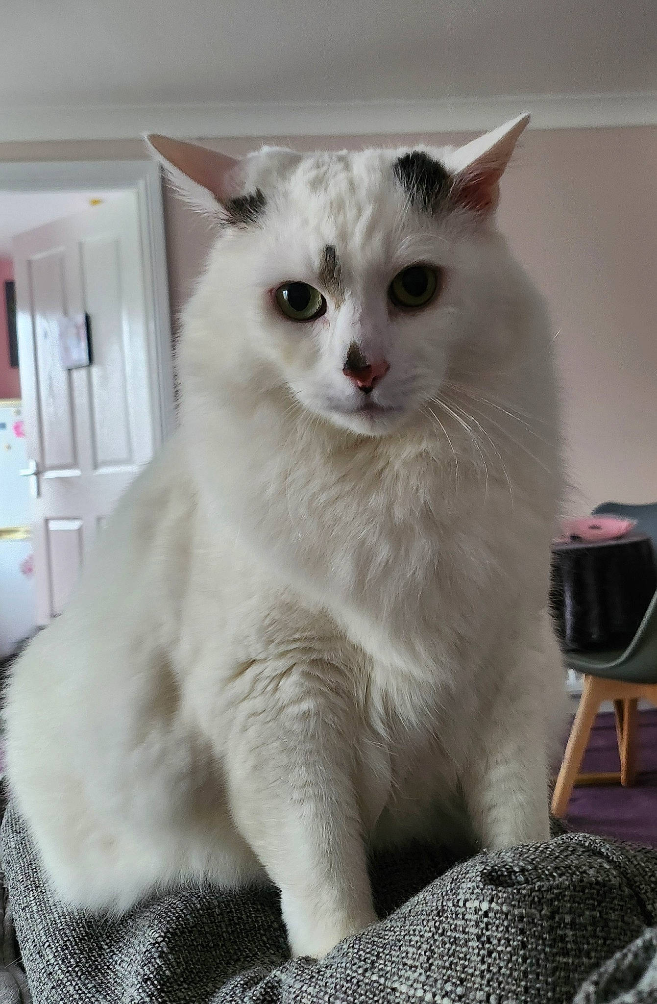 Leo joined the competition — help win amazing prizes! carnivore, cat, cat_supply, claw, comfort, domestic_short_haired_cat, felidae, fur, paw, small_to_medium_sized_cats, tail, whiskers