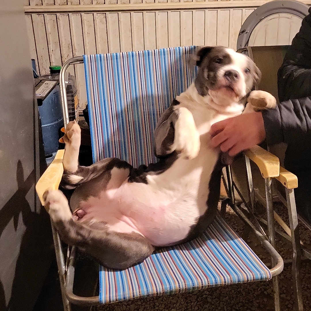 Princesse participe au concours pour gagner de l'argent avec cette photo : adult, animal, architecture, bostonbull, building, bulldog, canine, chair, dog, furniture, hound, indoors, livingroom, male, man, person, pet, pitbull, pointer, room