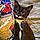 Moonpie