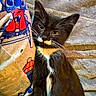 cat, kitten, tuxedo_cat, black_and_white, whiskers, blanket, cozy, sleepy, fur, pet, cute, animal, indoor, resting, closeup, young_cat, comfort, relaxing, soft, feline