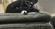 Moonpie is registered to the contest to win money with this photo: animal, black_and_white, cat, chair, cushion, cute, domestic, feline, furniture, grooming, hind_leg, household, indoor, lamp, paw, pet, pet_animal, relaxing, shadow, whiskers