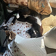 Moonpie is registered to the contest to win money with this photo: black_and_white, blanket, cat, cozy, curious_eyes, fabric, feline, fur, household_items, indoor, mushroom_pattern, paper_towel, pet, pillows, relaxed, resting, soft_texture, stretching, sunlight, whiskers