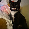 animal, black_and_white, cat, closeup, cute, domestic_cat, eyes, face, fur, indoor, kitten, mammal, pet, plastic_bag, portrait, sitting, tongue_out, tuxedo_cat, whiskers, young