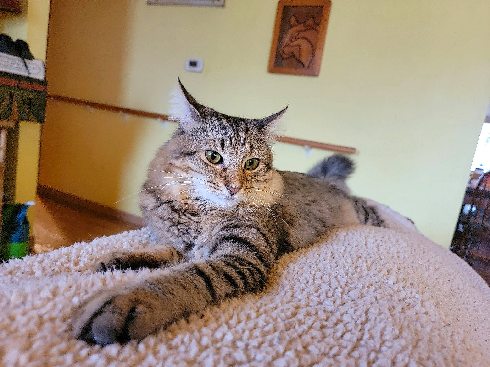 Sid Vicious joined the competition — help win amazing prizes! bed, carnivore, cat, claw, comfort, couch, domestic_short_haired_cat, eye, felidae, fur, paw, picture_frame, room, sitting, small_to_medium_sized_cats, snout, tail, terrestrial_animal, whiskers, wood