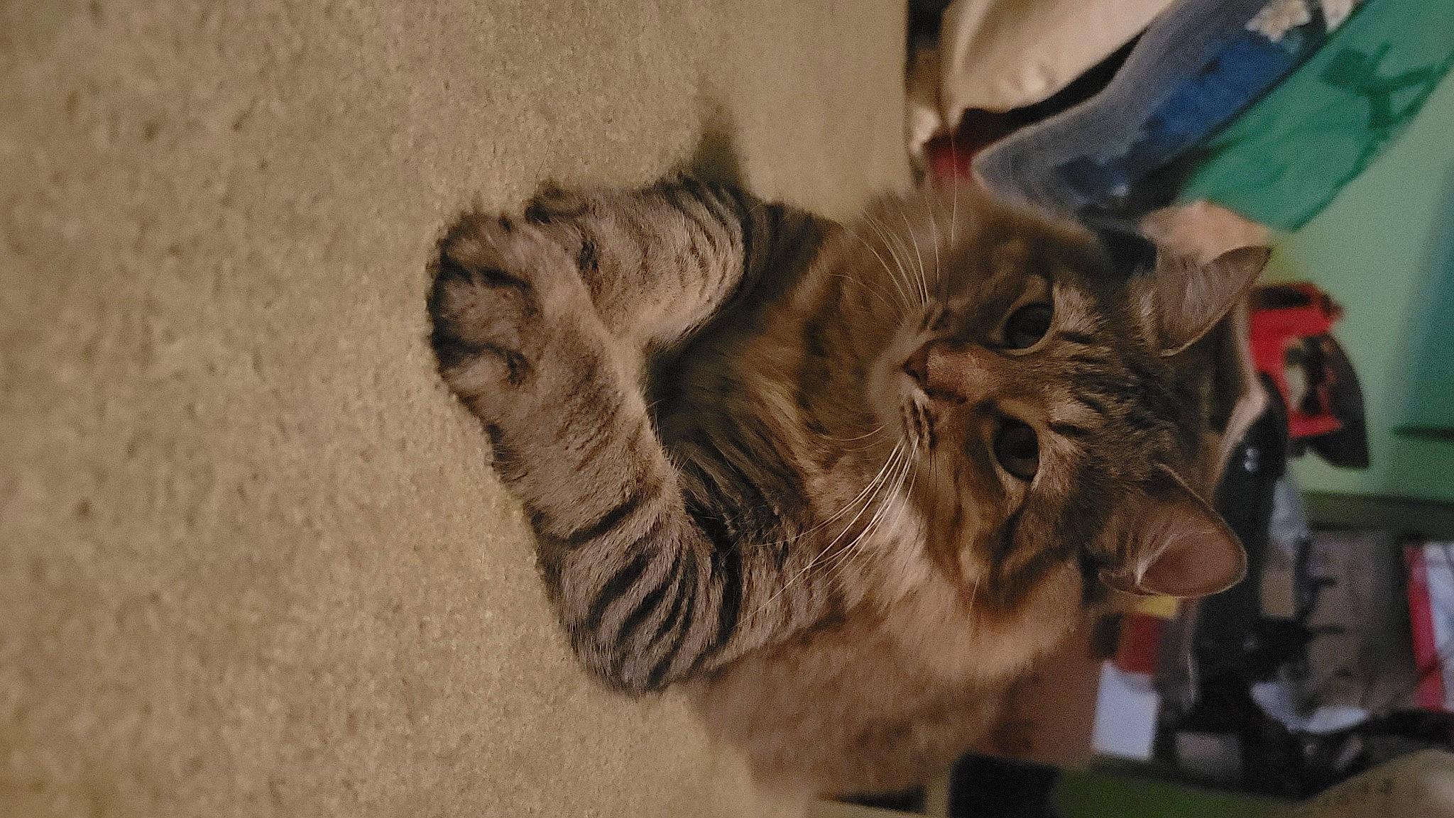 Sid Vicious joined the competition — help win amazing prizes! carnivore, cat, claw, domestic_short_haired_cat, felidae, fur, gesture, paw, small_to_medium_sized_cats, snout, tail, vertebrate, whiskers, window, wood