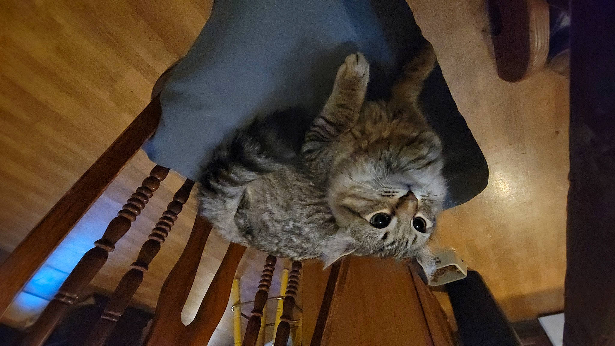 Sid Vicious is registered to the contest to win money with this photo: bat, bird_of_prey, carnivore, comfort, companion_dog, dog_breed, fawn, feather, felidae, flooring, fur, hardwood, small_to_medium_sized_cats, tail, terrestrial_animal, toy_dog, whiskers, wing, wood, wood_stain