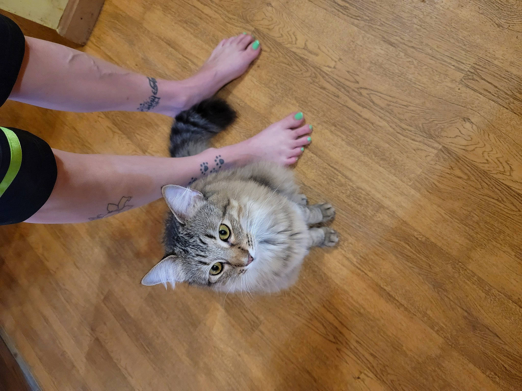 Sid Vicious is registered to the contest to win money with this photo: carnivore, cat, comfort, companion_dog, eye, fawn, felidae, floor, flooring, hardwood, human_leg, laminate_flooring, paw, small_to_medium_sized_cats, tail, varnish, whiskers, wood, wood_flooring, wood_stain