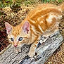 Aslo a rejoint le concours — aidez-le/la à gagner de superbes lots ! kitten, cat, orange_tabby, animal, pet, outdoor, nature, log, grass, curious, young, feline, whiskers, ears, paws, closeup, playful, eyes, fur, climbing