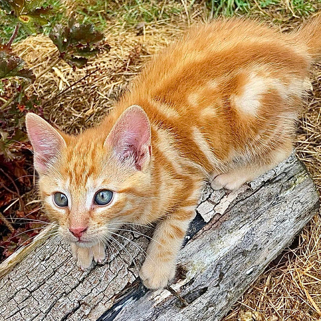 Aslo a rejoint le concours — aidez-le/la à gagner de superbes lots ! animal, cat, climbing, closeup, curious, ears, eyes, feline, fur, grass, kitten, log, nature, orange_tabby, outdoor, paws, pet, playful, whiskers, young