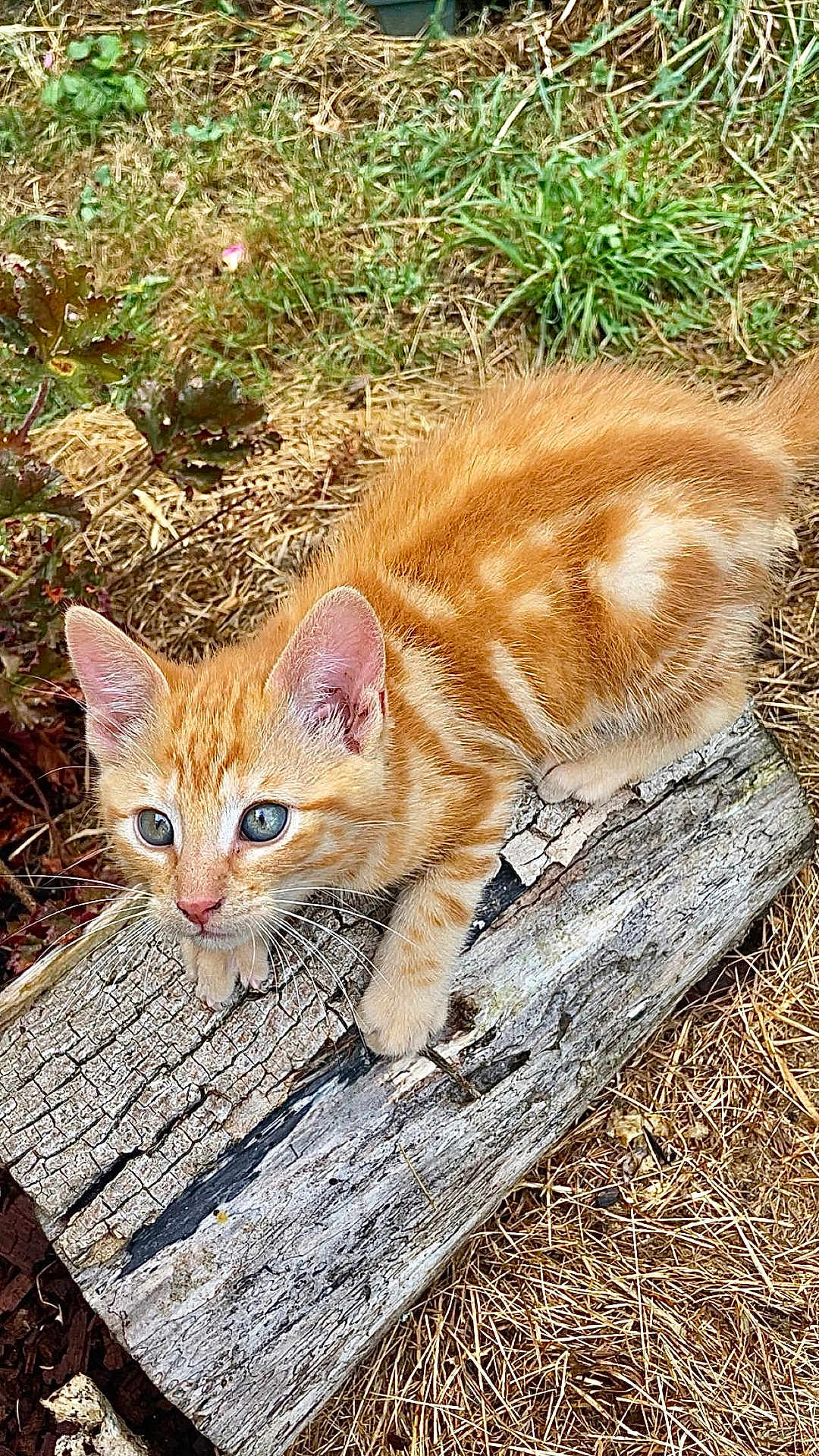 Aslo a rejoint le concours — aidez-le/la à gagner de superbes lots ! kitten, cat, orange_tabby, animal, pet, outdoor, nature, log, grass, curious, young, feline, whiskers, ears, paws, closeup, playful, eyes, fur, climbing