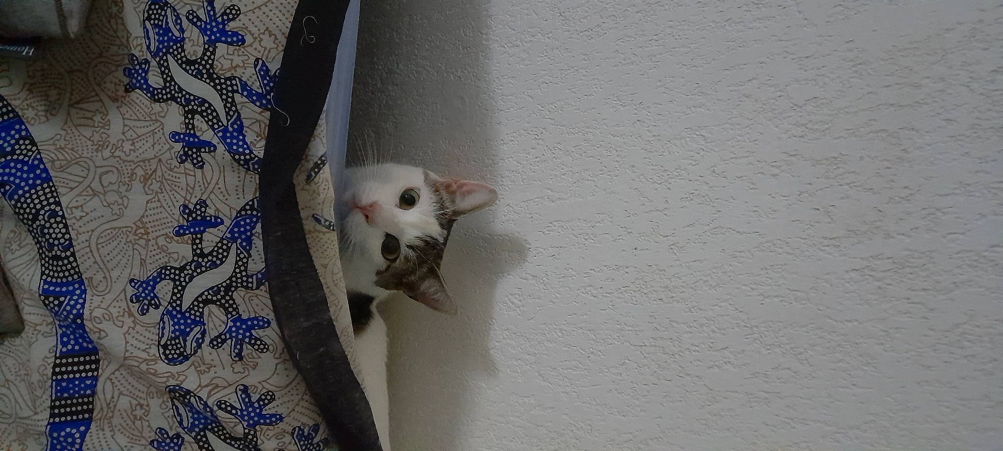 Loky participe au concours pour gagner de l'argent avec cette photo : carnivore, cat, curtain, domestic_short_haired_cat, felidae, fur, grey, pattern, room, small_to_medium_sized_cats, tail, whiskers, wood, woven_fabric