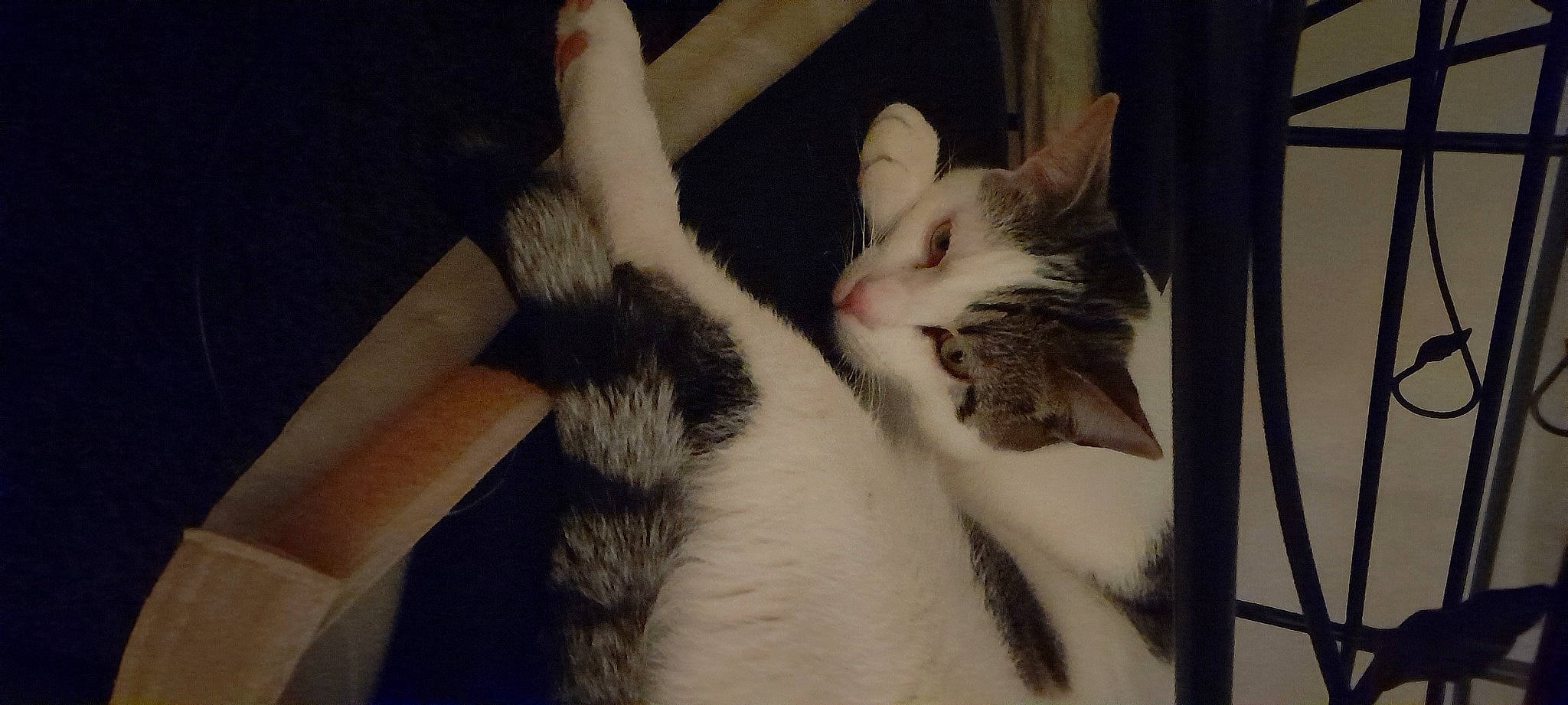 Loky participe au concours pour gagner de l'argent avec cette photo : carnivore, cat, claw, comfort, domestic_short_haired_cat, ear, felidae, fur, gesture, human_leg, paw, small_to_medium_sized_cats, snout, tail, tree, whiskers, window