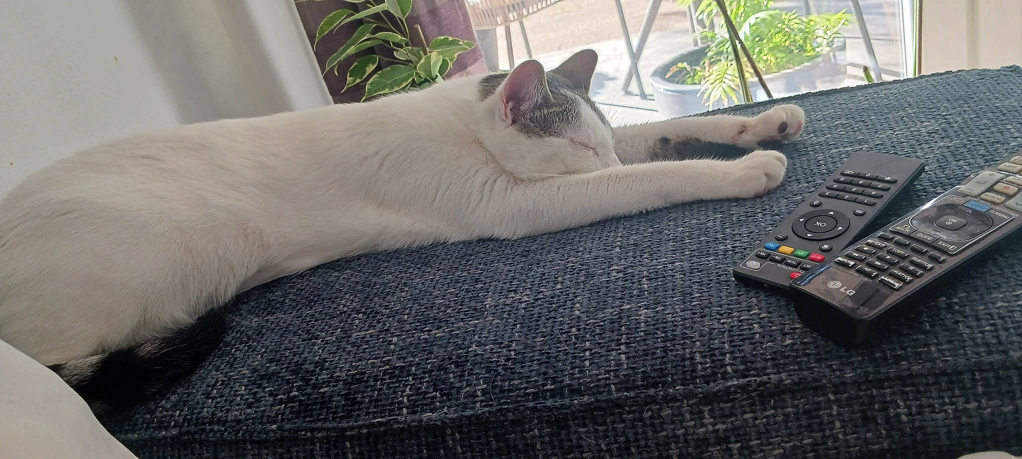 Loky a rejoint le concours — aidez-le/la à gagner de superbes lots ! audio_equipment, calculator, carnivore, cat, comfort, computer_keyboard, fawn, felidae, grey, input_device, mouse, office_equipment, peripheral, plant, remote_control, small_to_medium_sized_cats, snout, space_bar, tail, whiskers