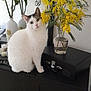 animal, black_cabinet, cat, curious, cute, decor, domestic, flower_vase, furniture, home, houseplant, indoor, mirror, pet, plant, reflection, sitting, still_life, white_cat, yellow_flowers