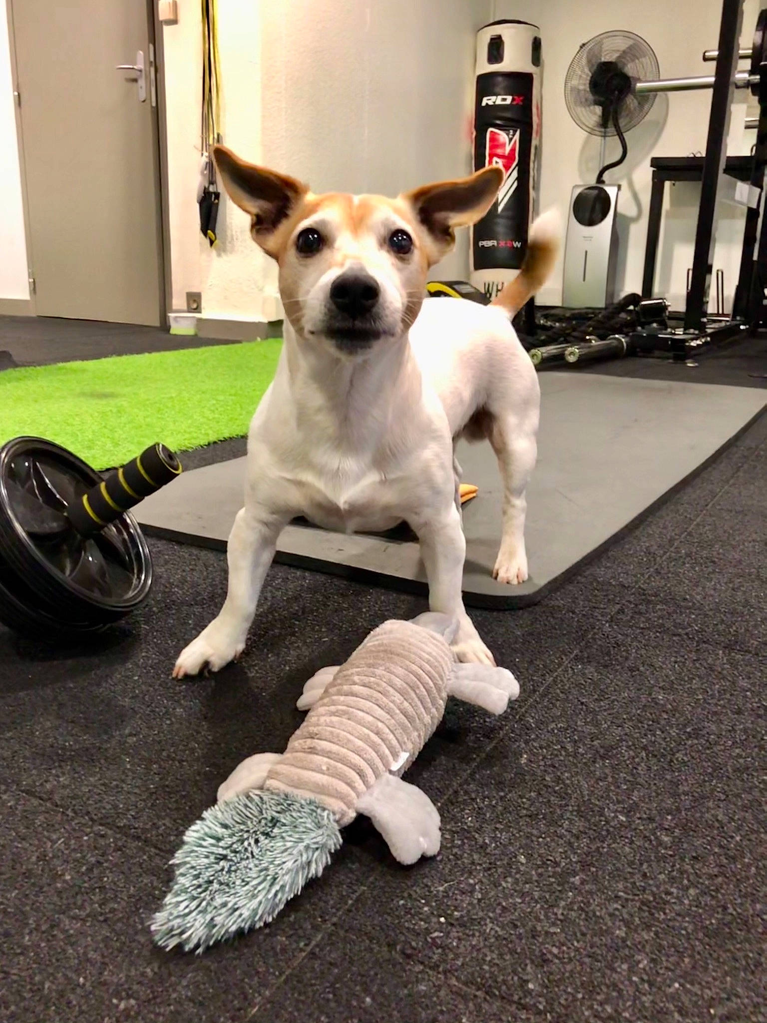 Hitch participe au concours pour gagner de l'argent avec cette photo : canidae, carnivore, collar, companion_dog, dog, dog_breed, dog_collar, dog_supply, door, fawn, flooring, fur, glove, paw, snout, sporting_group, tail, terrier, toy_dog, working_animal