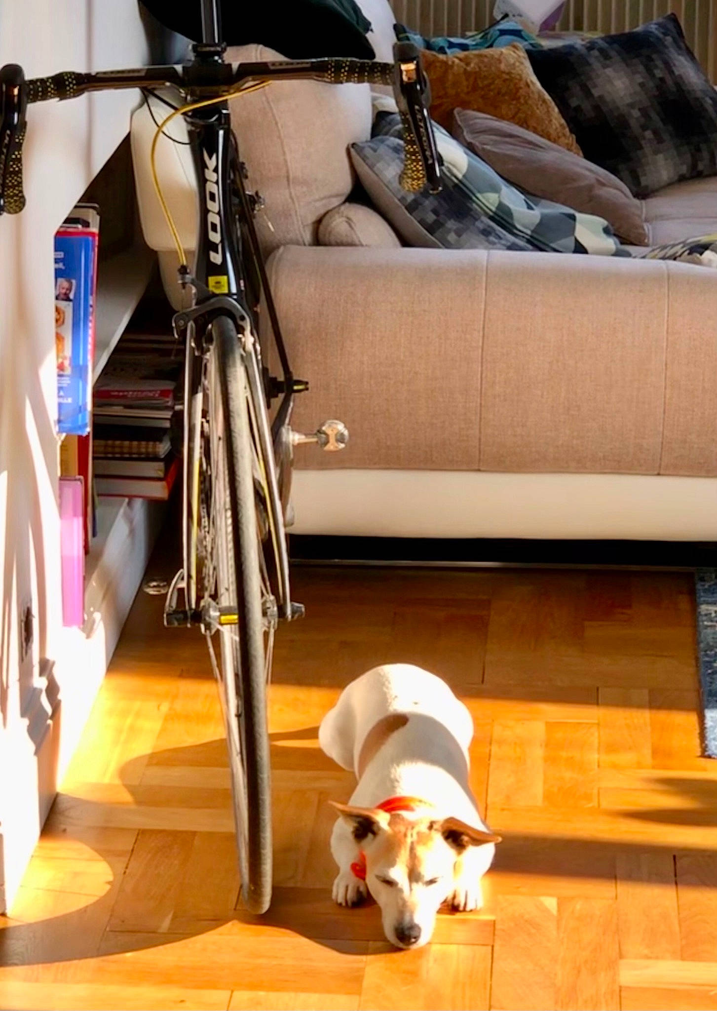 Hitch a rejoint le concours — aidez-le/la à gagner de superbes lots ! bicycle, bicycle_fork, bicycle_frame, bicycle_handlebar, bicycle_saddle, bicycle_tire, bicycle_wheel, bicycles_equipment_and_supplies, comfort, couch, dog_breed, floor, flooring, mammal, sports_equipment, tire, wheel, wood, working_animal, yellow