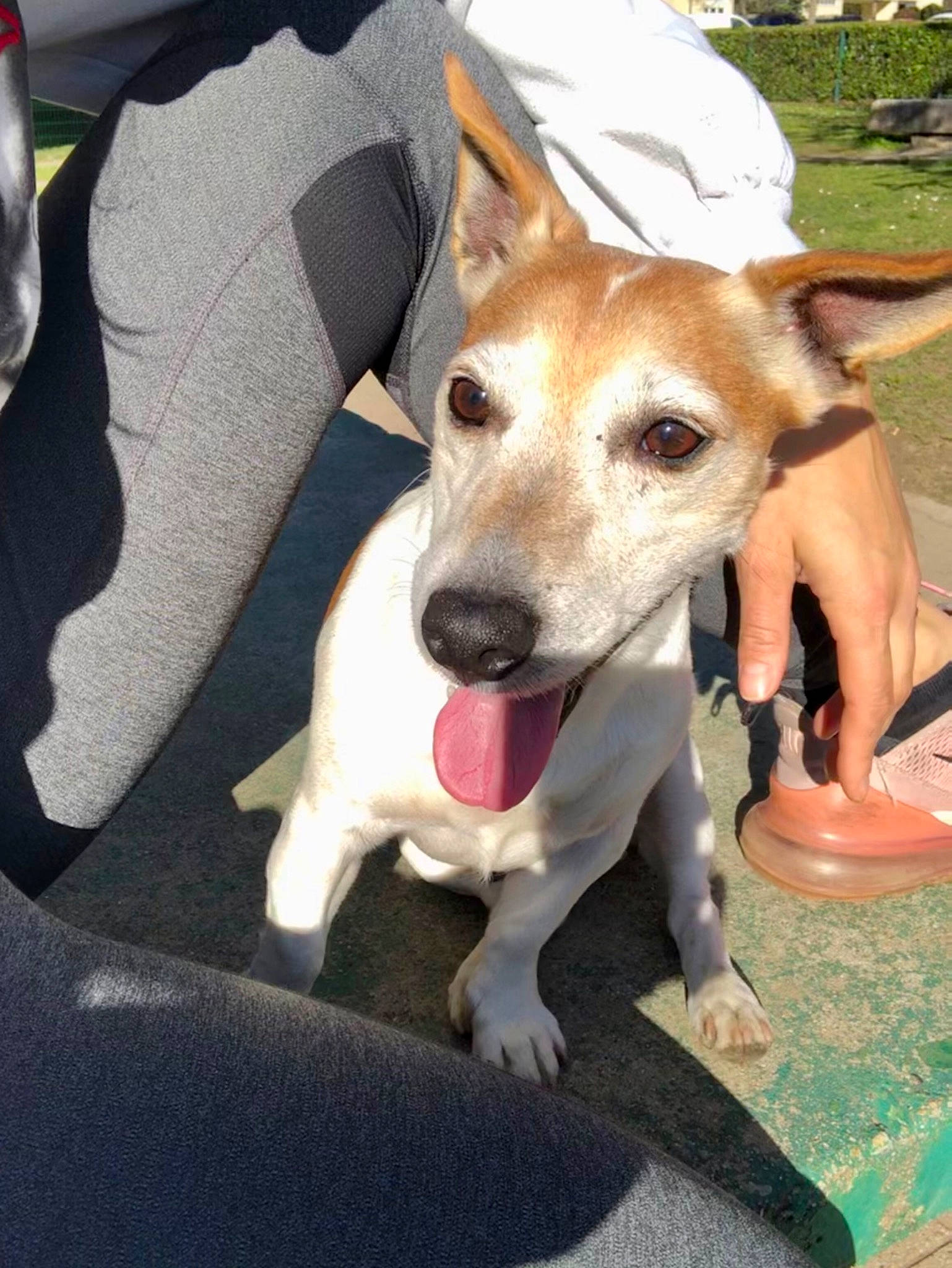 Hitch a rejoint le concours — aidez-le/la à gagner de superbes lots ! ancient_dog_breeds, canidae, carnivore, collar, companion_dog, dog, dog_breed, dog_collar, dog_supply, fawn, irishjacks, non_sporting_group, paw, sighthound, sporting_group, street_dog, terrier, whiskers, working_animal