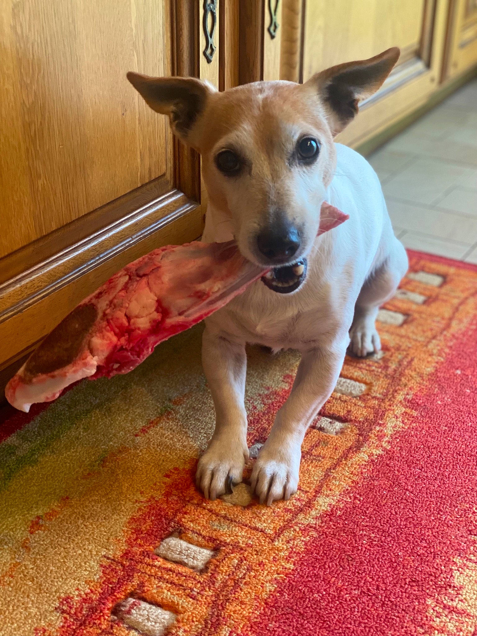 Hitch a rejoint le concours — aidez-le/la à gagner de superbes lots ! canidae, carnivore, collar, companion_dog, dog, dog_breed, dog_supply, fawn, floor, flooring, hardwood, paw, pet_supply, snout, sporting_group, tail, terrestrial_animal, whiskers, wood, working_animal