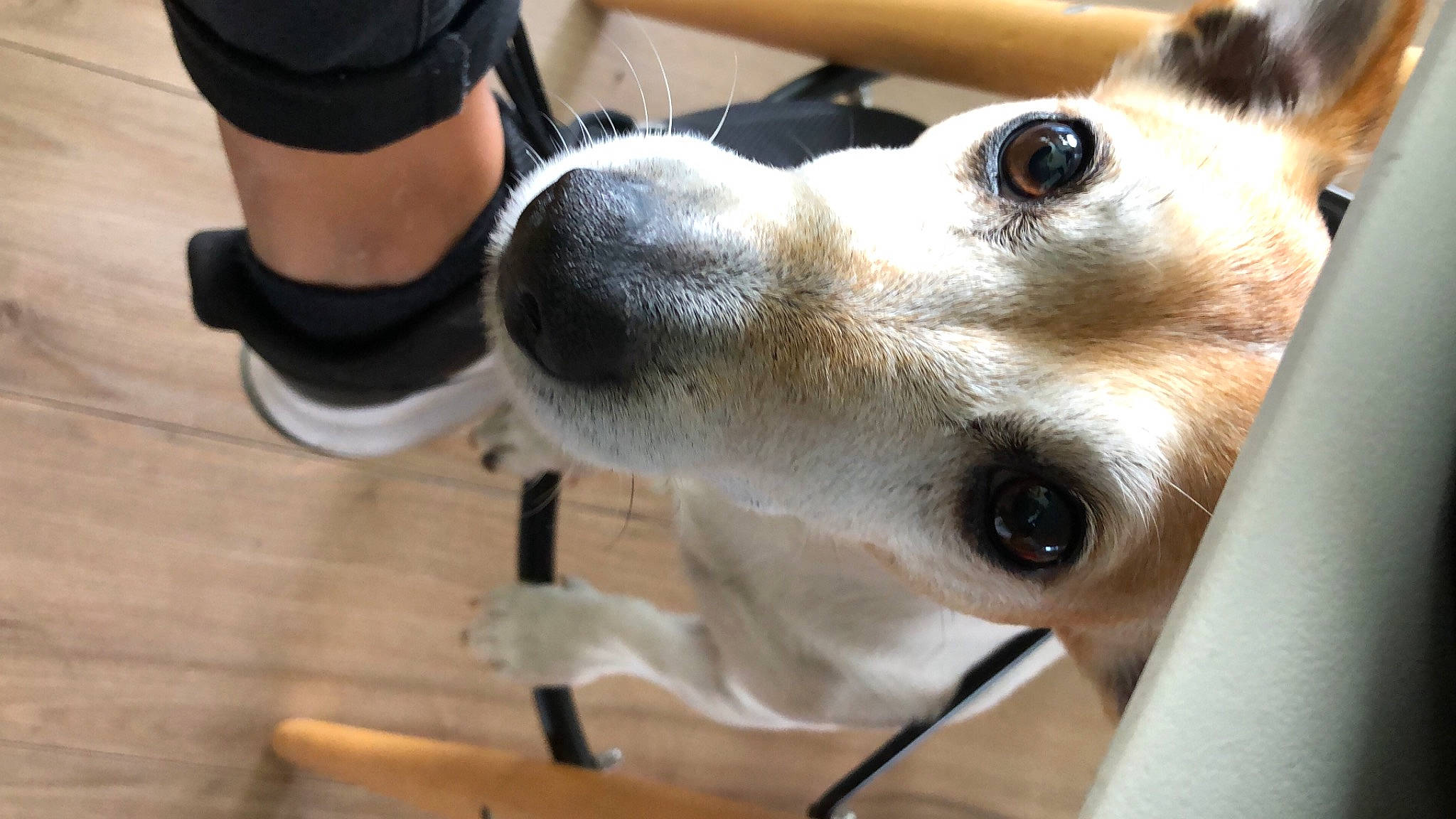 Hitch a rejoint le concours — aidez-le/la à gagner de superbes lots ! ancient_dog_breeds, canidae, carnivore, collar, companion_dog, dog, dog_breed, dog_collar, dog_supply, fawn, fur, hardwood, human_leg, non_sporting_group, snout, sporting_group, terrestrial_animal, whiskers, wood, working_animal