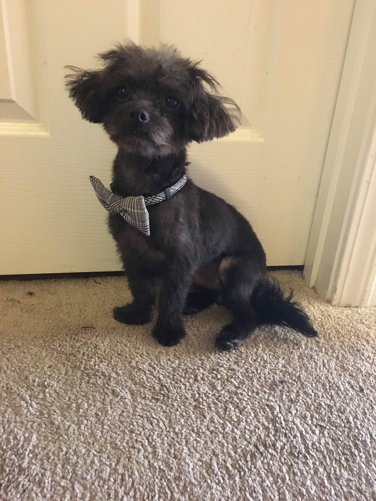 Bandit joined the competition — help win amazing prizes! bolonka, canidae, carnivore, cavapoo, cockapoo, companion_dog, dog, dog_breed, mammal, miniature_poodle, non_sporting_group, poodle, poodle_crossbreed, puppy, rare_breed_dog, schnoodle, sporting_group, toy_poodle, vertebrate, yorkipoo