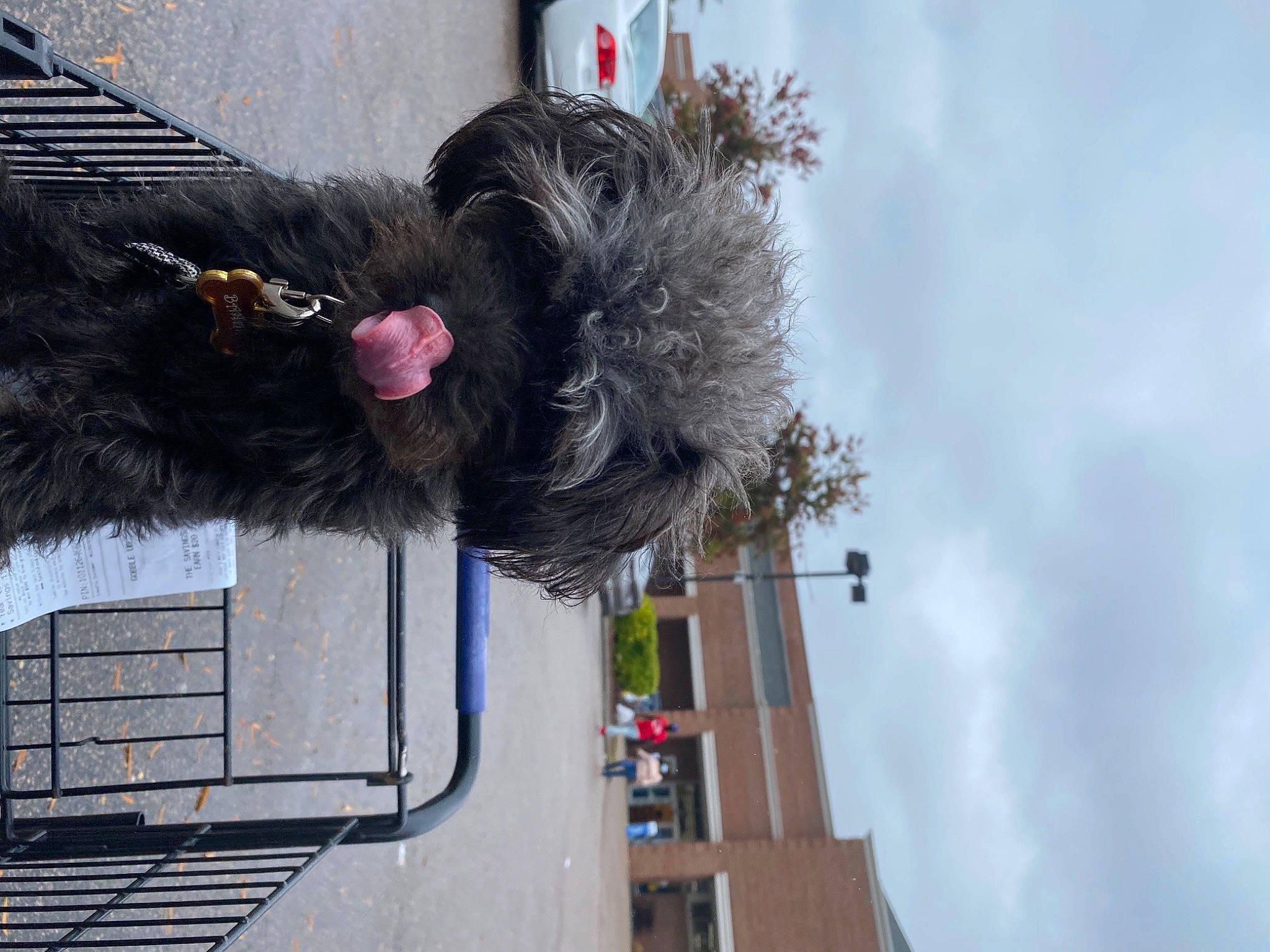 Bandit is registered to the contest to win money with this photo: affenpinscher, canidae, sporting_group