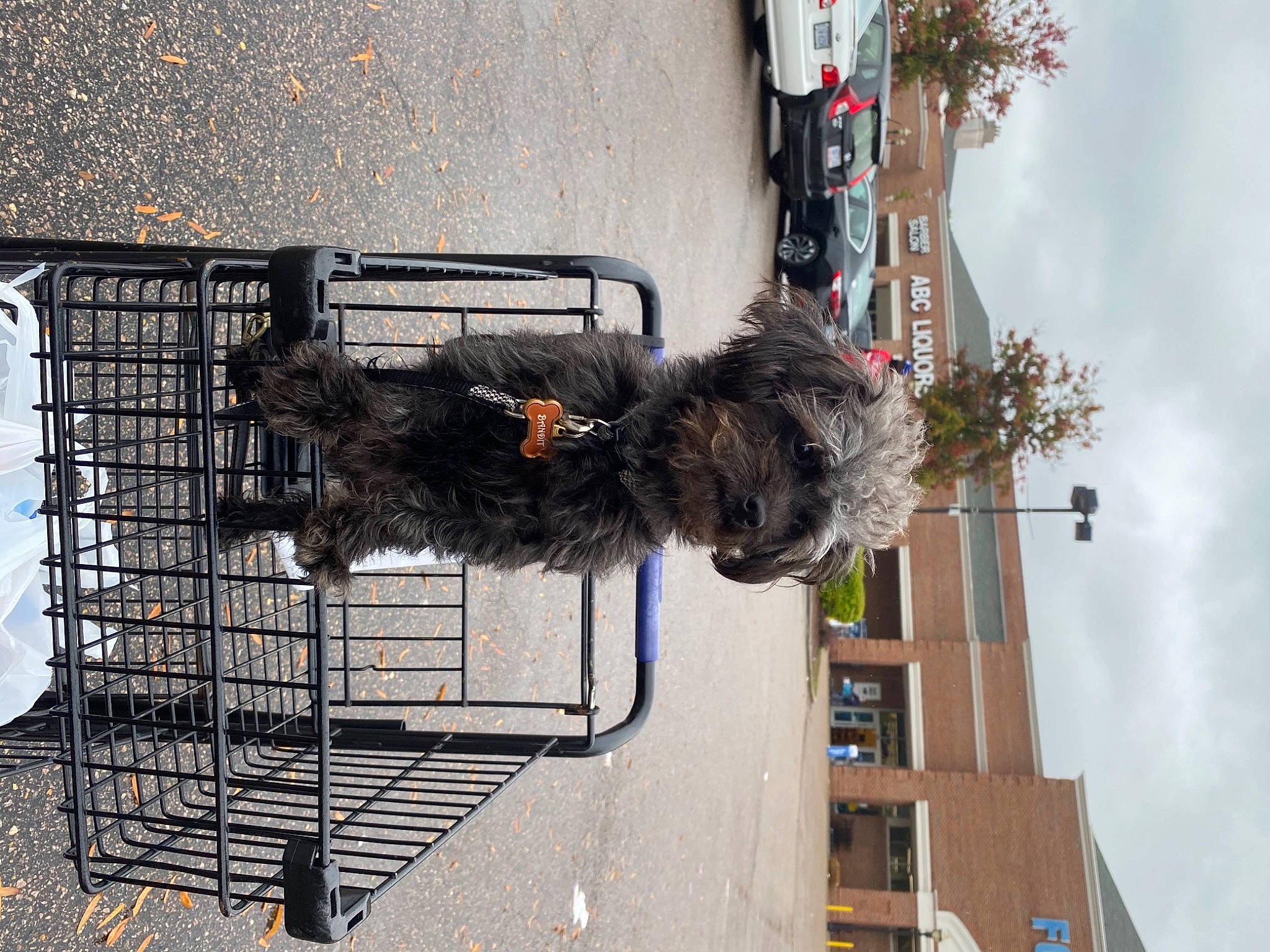 Bandit is registered to the contest to win money with this photo: affenpinscher, cairn_terrier, canidae, carnivore, companion_dog, dog, dog_breed, sporting_group