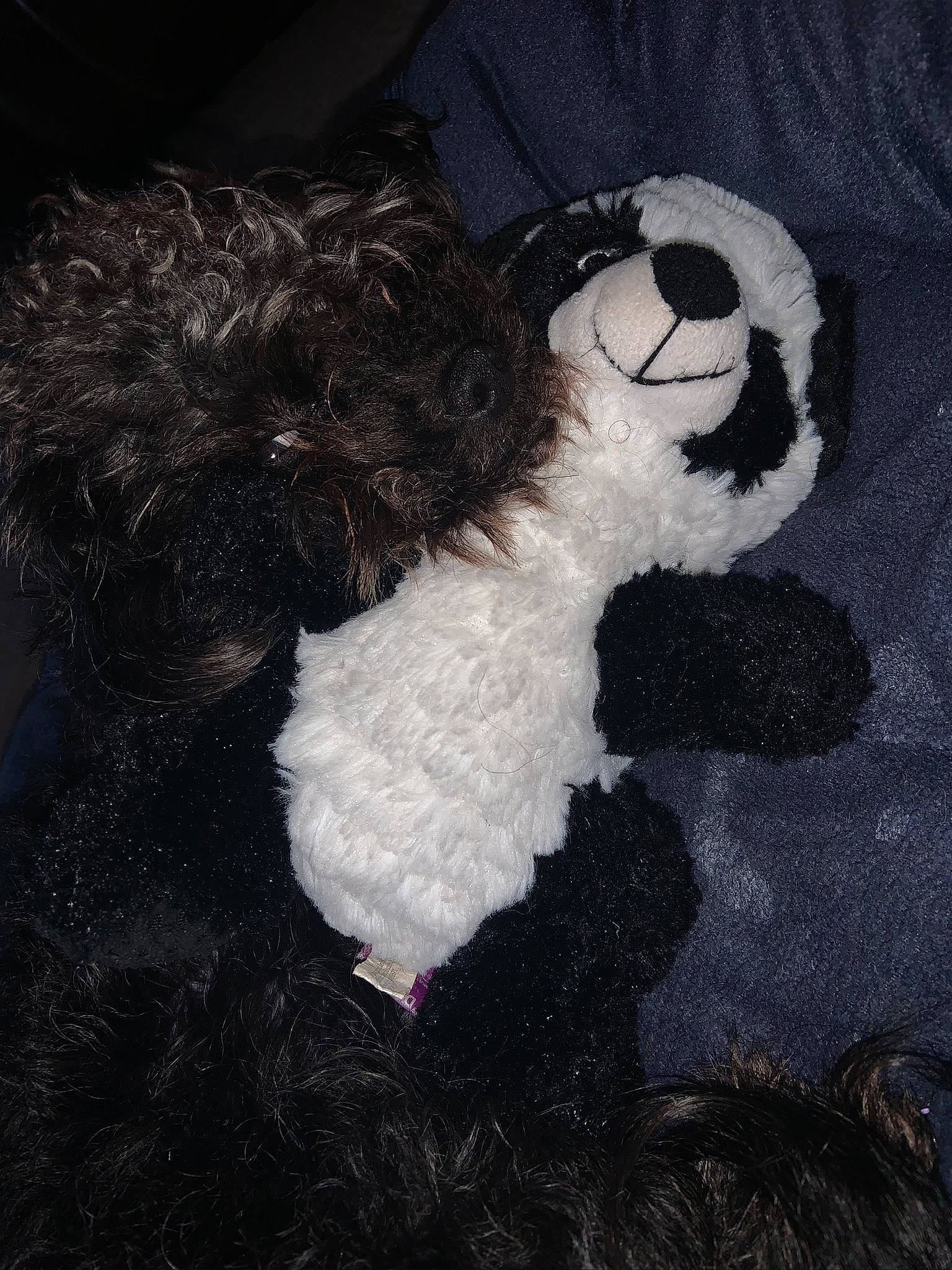Bandit joined the competition — help win amazing prizes! canidae, fur, plush, puppy, stuffed_toy, teddy_bear, toy