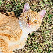 Nami joined the competition — help win amazing prizes! cat, orange_tabby, pet, animal, grass, collar, outdoor, feline, whiskers, ears, eyes, fur, nature, closeup, laying, curious, alert, mammal, domestic_cat, daylight