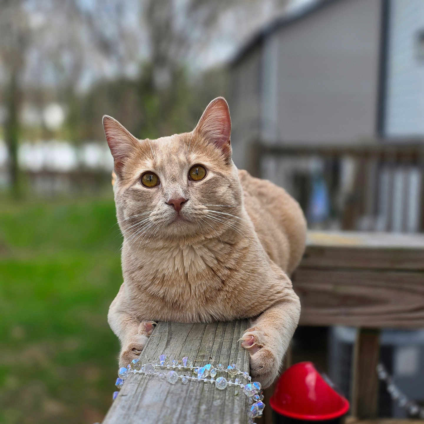 Kefir is registered to the contest to win money with this photo: alert, animal, background_blur, beads, cat, closeup, curious, daylight, ears, feline, greenery, nature, necklace, outdoor, paws, pet, portrait, railing, whiskers, wood