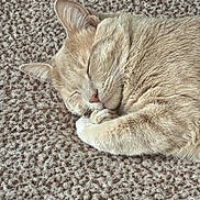 Kefir is registered to the contest to win money with this photo: cat, sleeping, beige, fur, whiskers, carpet, cozy, pet, animal, close_up, relaxed, indoor, cute, mammal, domestic, resting, peaceful, paw, feline, soft