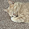 cat, sleeping, beige, fur, whiskers, carpet, cozy, pet, animal, close_up, relaxed, indoor, cute, mammal, domestic, resting, peaceful, paw, feline, soft