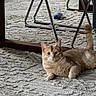 Kefir is registered to the contest to win money with this photo: cat, ginger_cat, pet, indoor, rug, floor, furniture, chair_legs, tail, relaxed, curious, animal, mammal, domestic, whiskers, ears, eyes, paws, looking, home