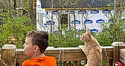 Kefir joined the competition — help win amazing prizes! boy, child, cat, orange_shirt, wooden_deck, railing, house_under_construction, trees, outdoor, daylight, curious_cat, sitting, back_view, greenery, bench, nature, suburban, building_wrap, pet, fence