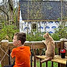 boy, child, cat, orange_shirt, wooden_deck, railing, house_under_construction, trees, outdoor, daylight, curious_cat, sitting, back_view, greenery, bench, nature, suburban, building_wrap, pet, fence